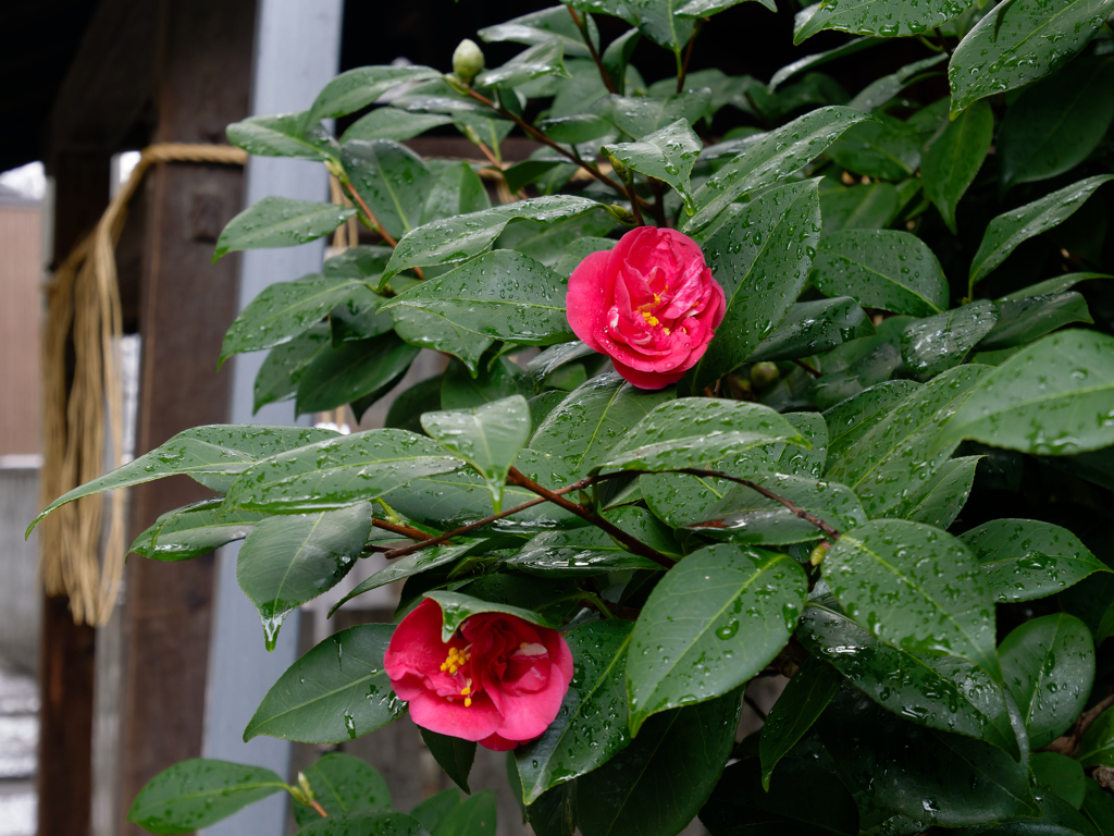 P1040793_DxO