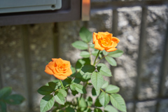 DSC02312