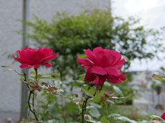今日の花