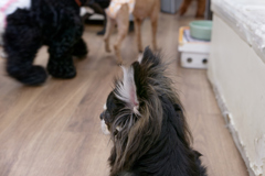 初保護犬CAFE