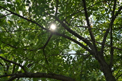 DSC02097_1