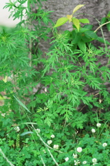 DSC01286