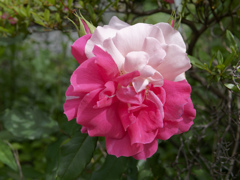 今日の花