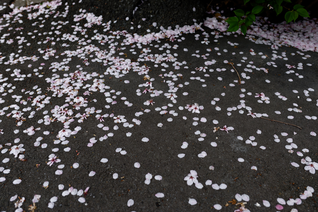 曇天の桜　テスト撮影