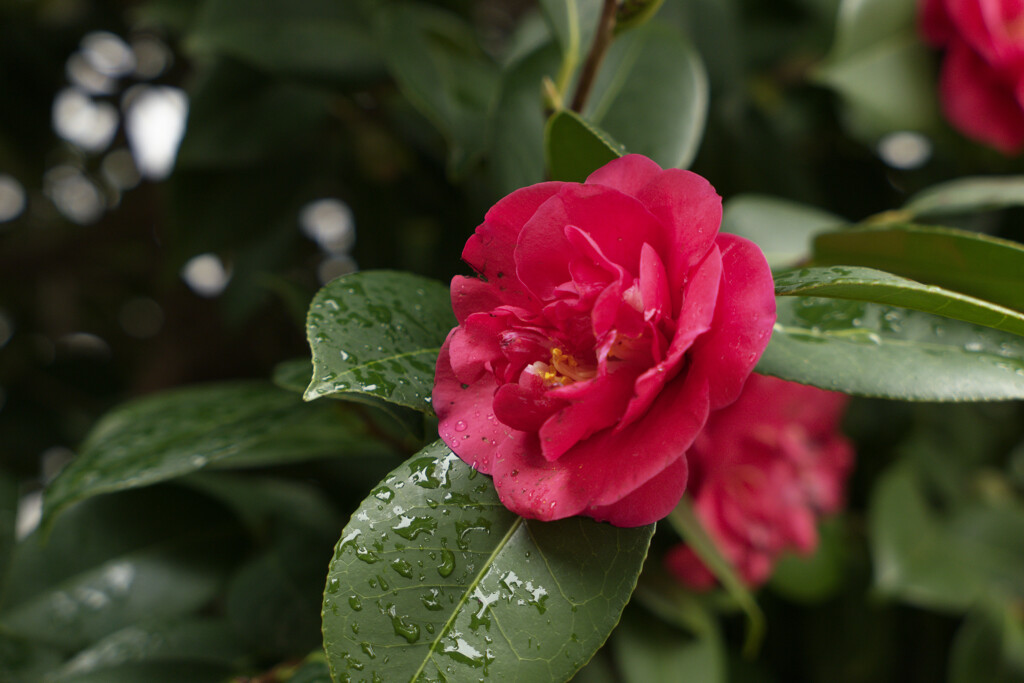 _1010460_DxO