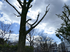 _1010355_DxO-1