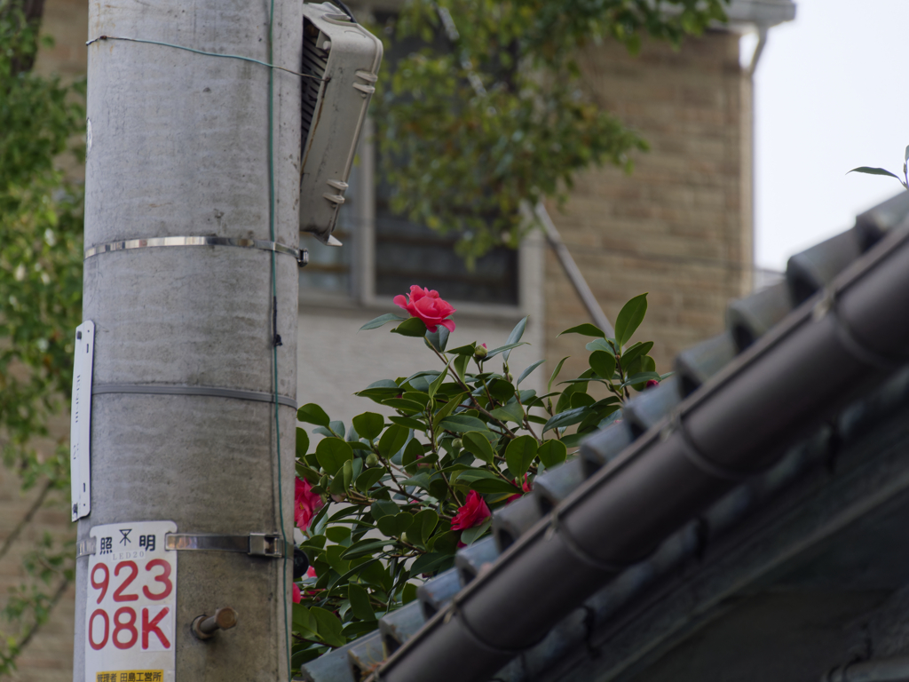 _1090366_DxO