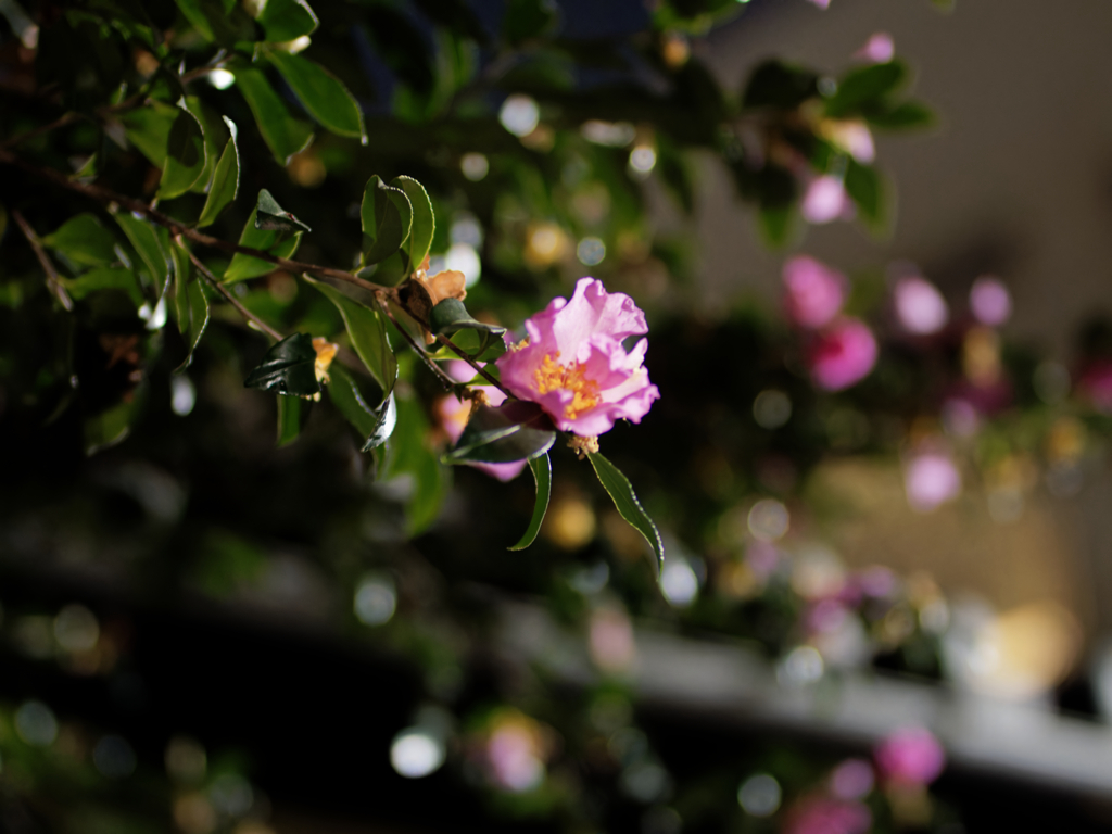 P1080689_DxO