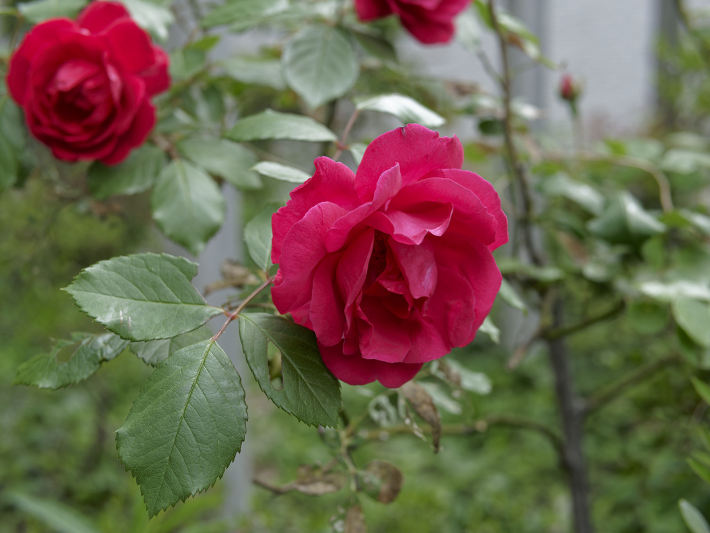 今日の花