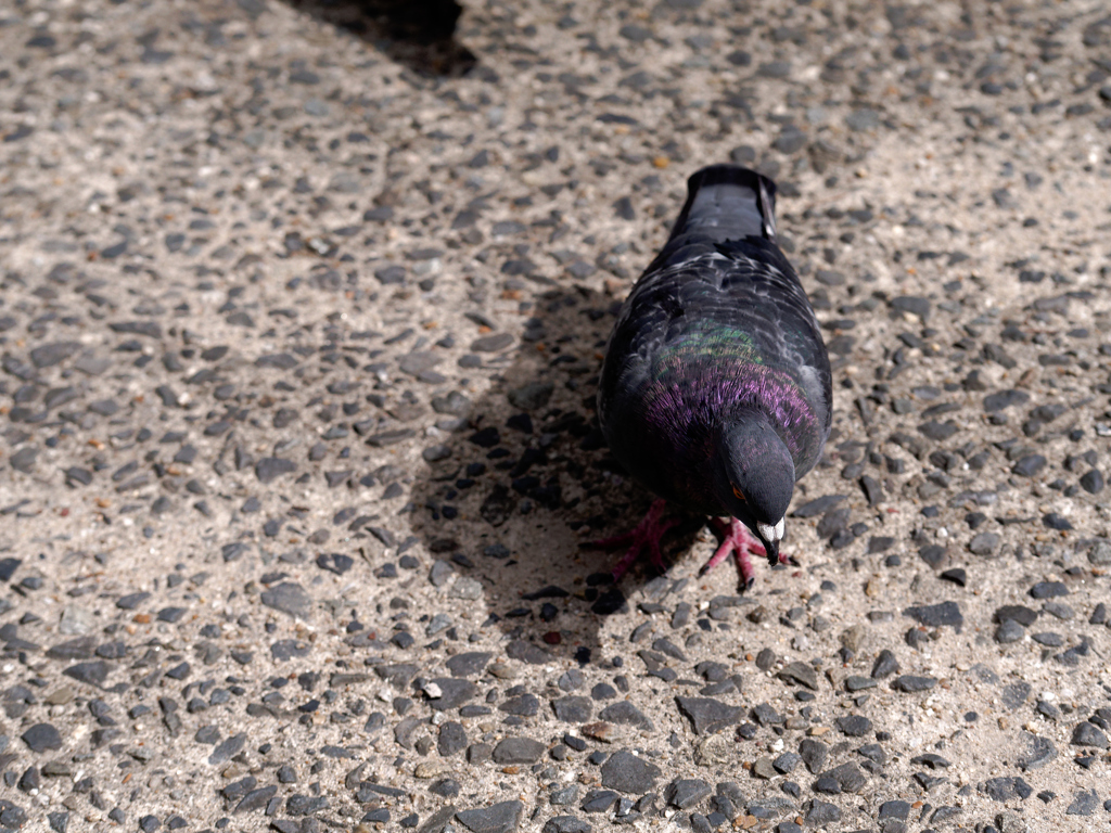 P1060825_DxO