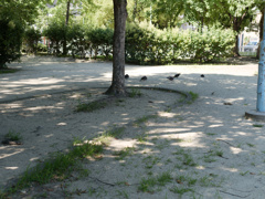 木陰