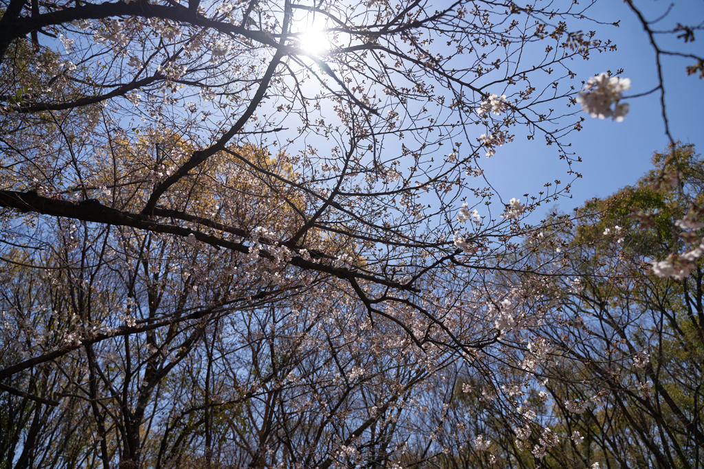DSC05386_1