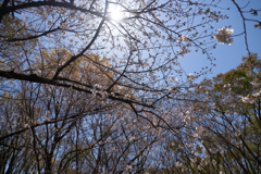 DSC05386_1