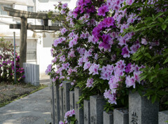 _1040423_DxO