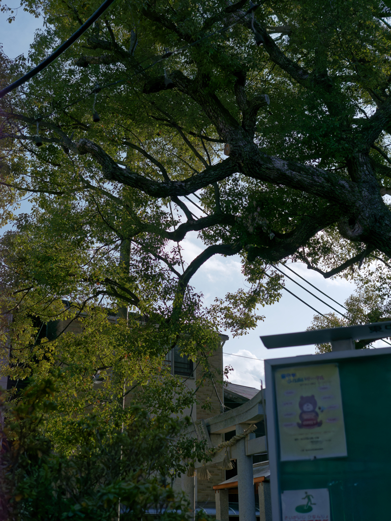 _1030640_DxO