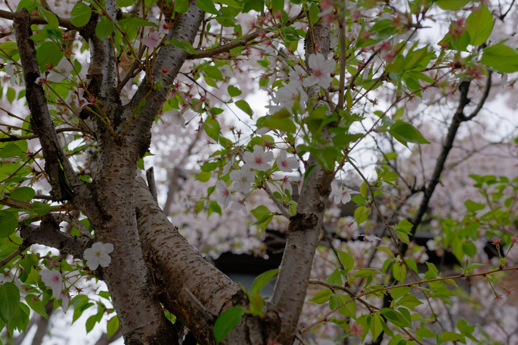 曇天の桜　テスト撮影