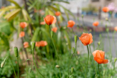 P1011009_DxO
