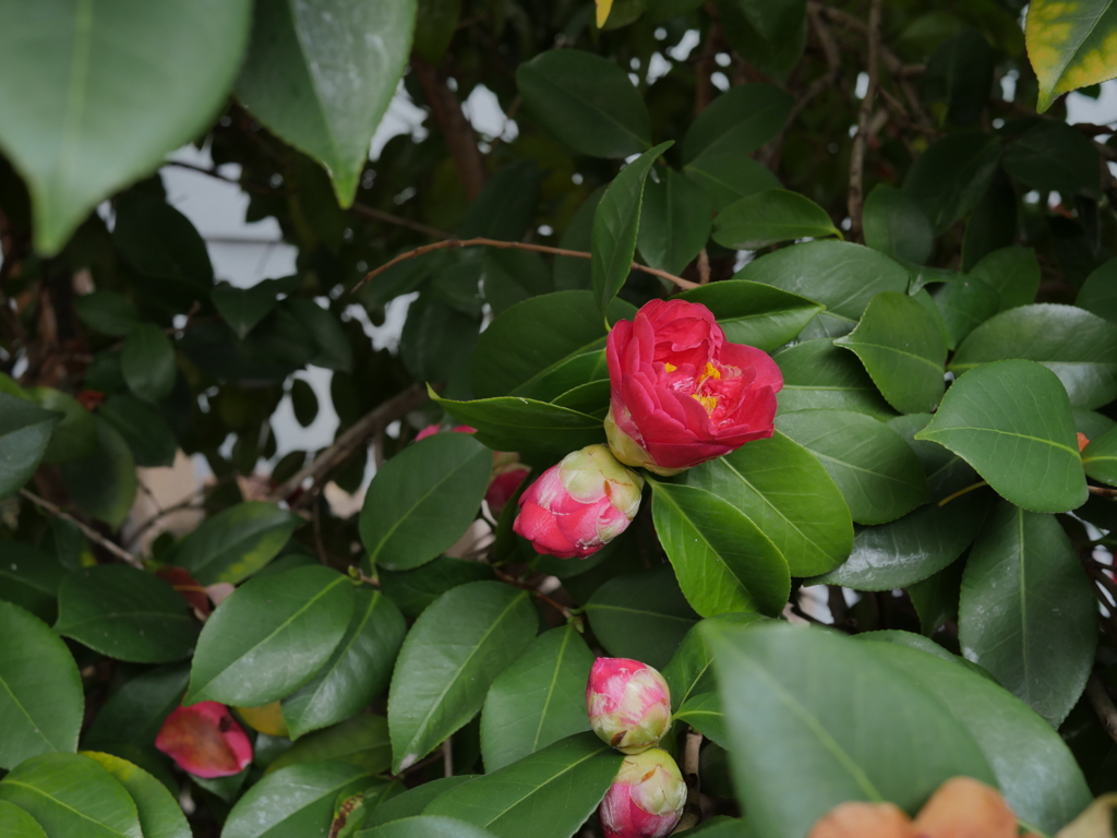P1050527