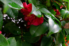 DSC01419_DxO