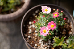 A7C09531_DxO