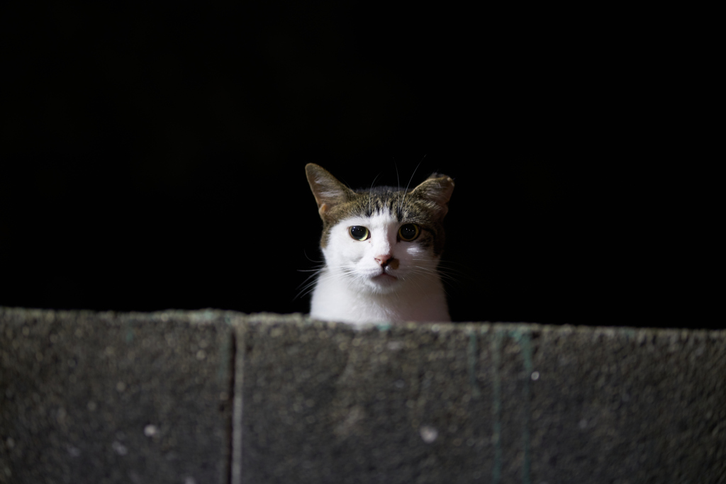 猫に黒バックがなんだかよく似合う。