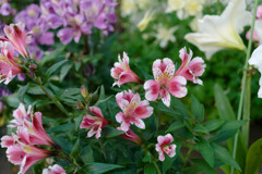 7R309194_DxO