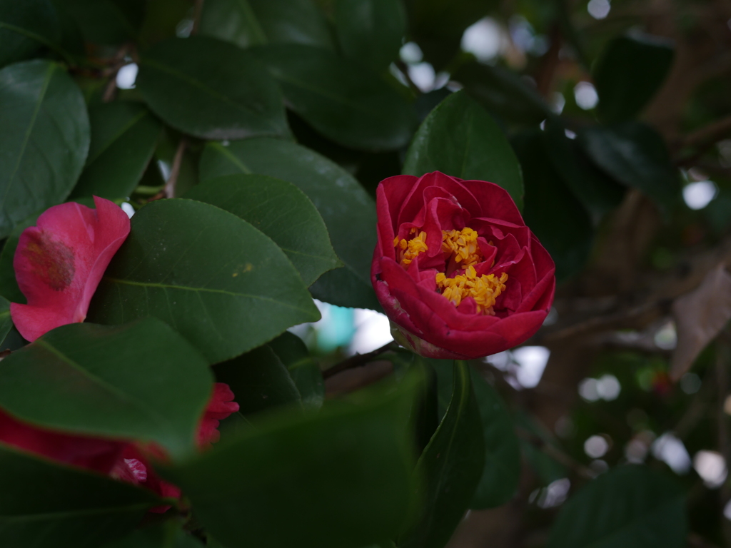 P1050530