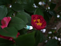 P1050530