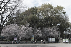 桜にはまだ早かった