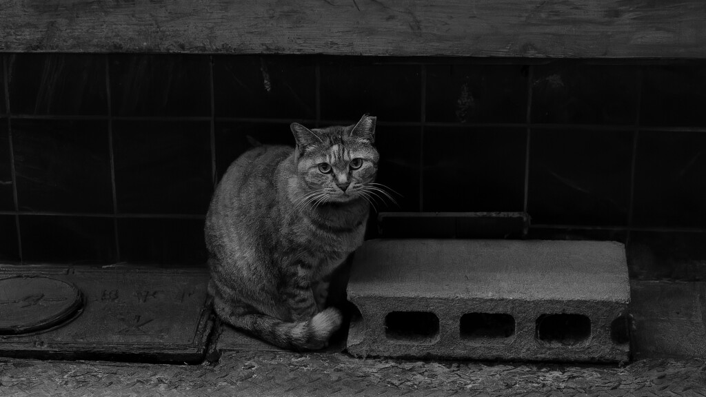商店街の猫