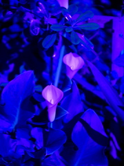 夜散歩
