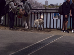_G9P4474_DxO