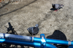 DSC01722_DxO