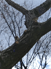 _1010360_DxO
