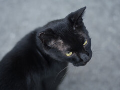 _1069551_DxO