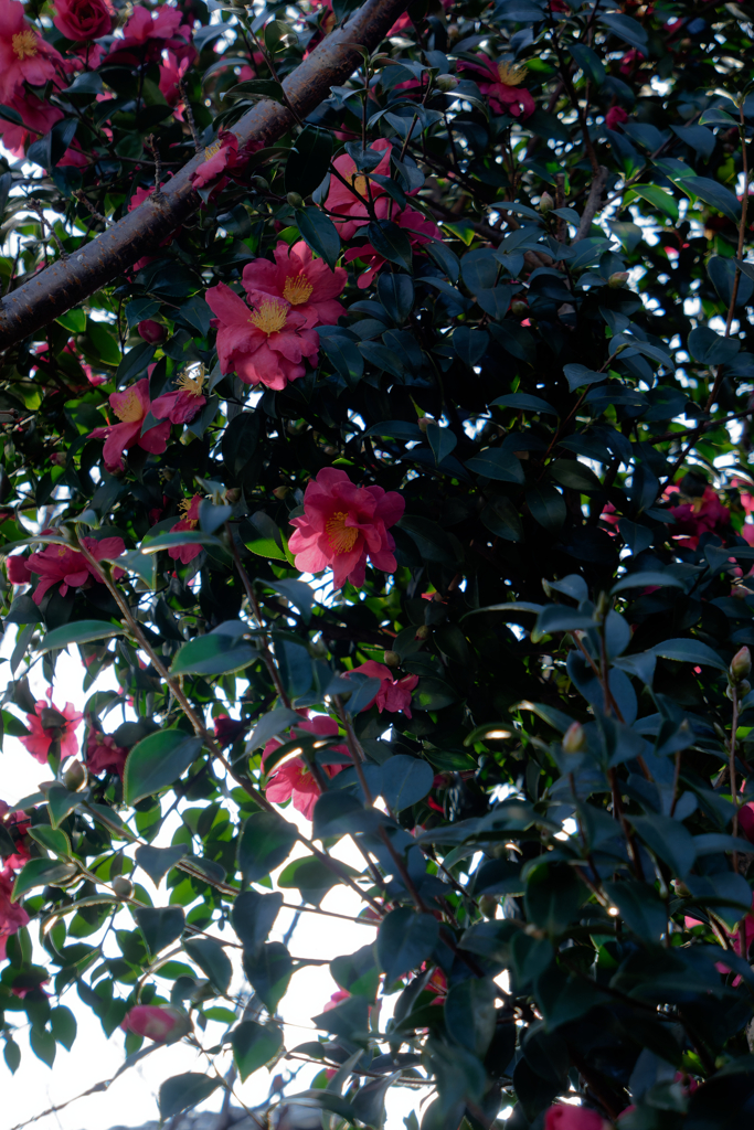 P1050175_DxO