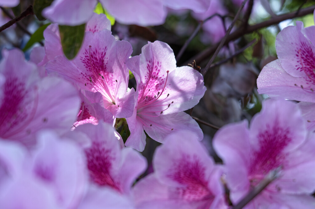 _DSC3123_DxO