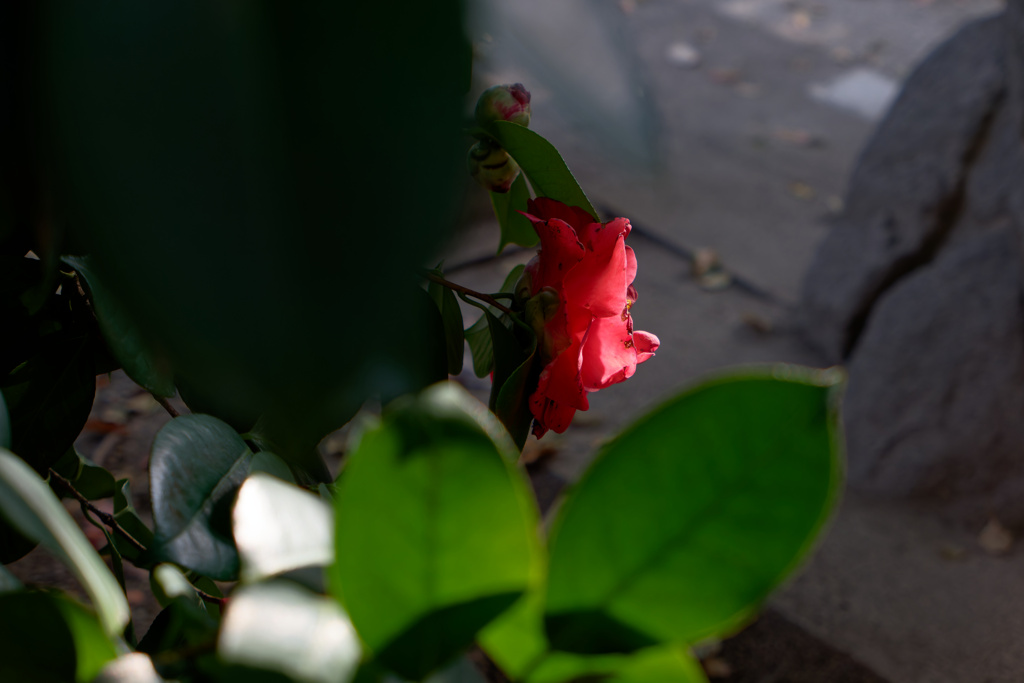 P1000263_DxO