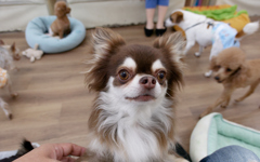 初保護犬CAFE