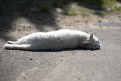 DSC00880