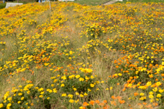 DSC03299b