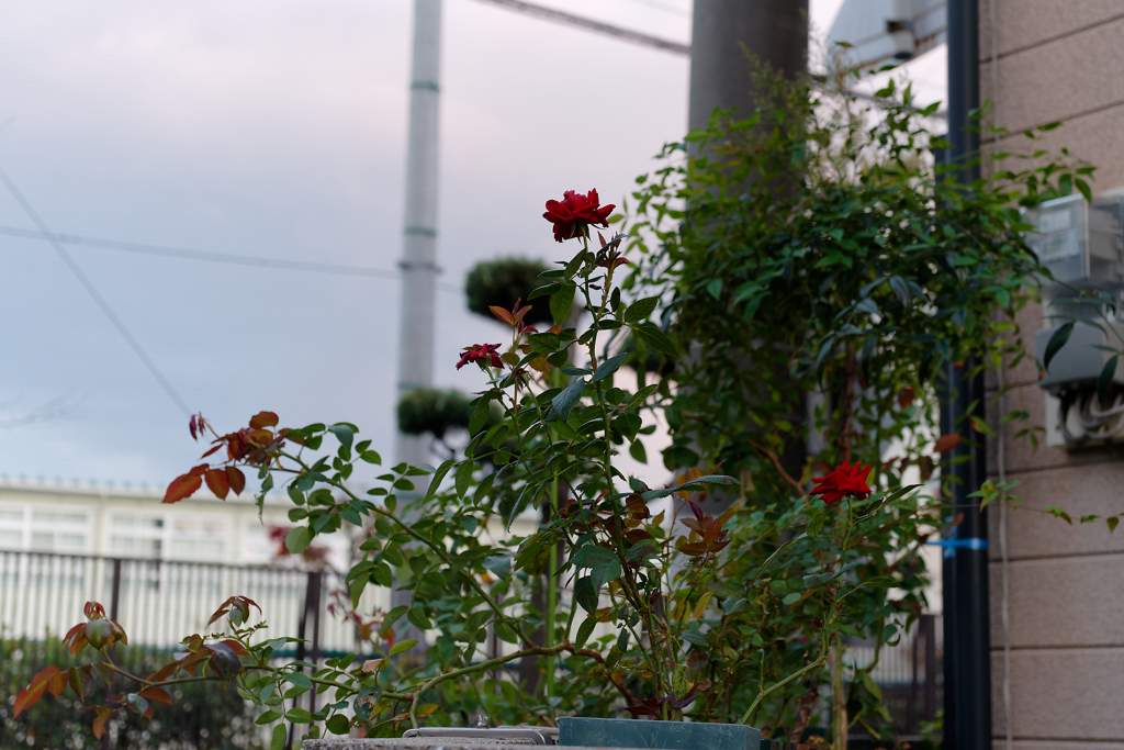 7R300034_DxO