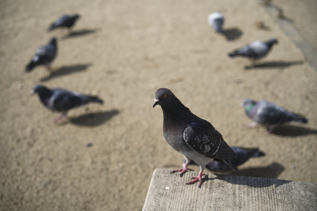 _A7C4116_DxO