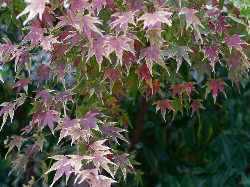 P1030248_DxO