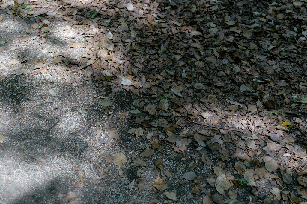 P1000839_DxO