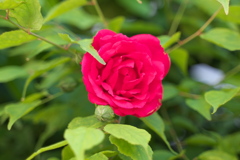 DSC00683