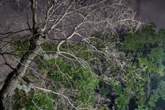 DSC00271