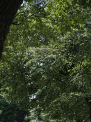 _1090824_DxO
