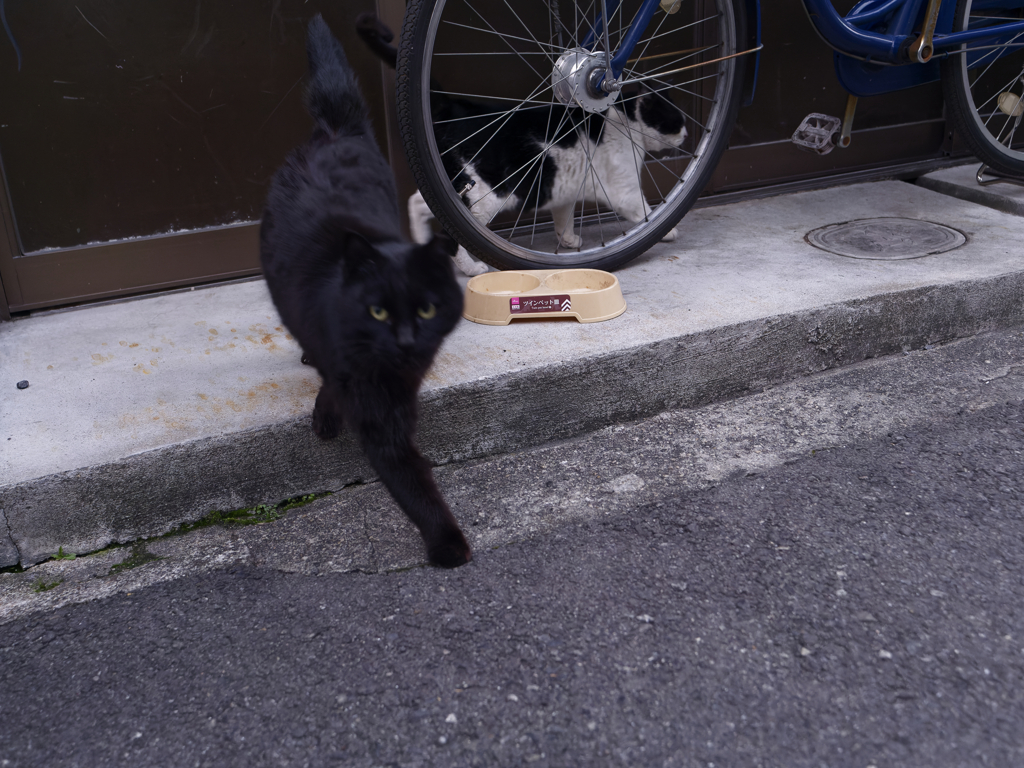 猫は半分正義