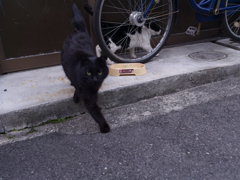猫は半分正義